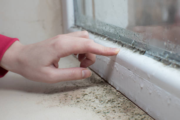 Best Water Damage & Mold Remediation  in Dix Hills, NY